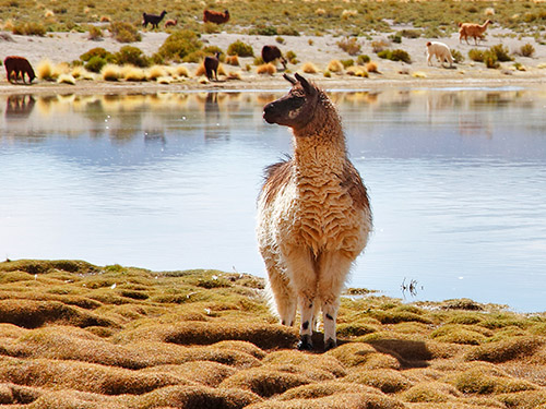 Laguna Vinto